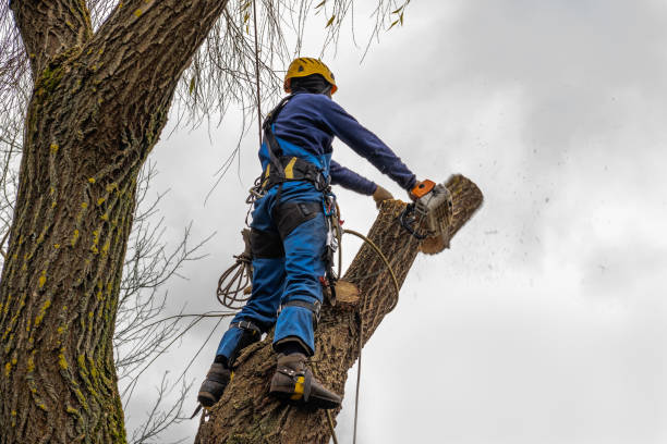 Best Tree Cabling and Bracing  in Cynthiana, KY